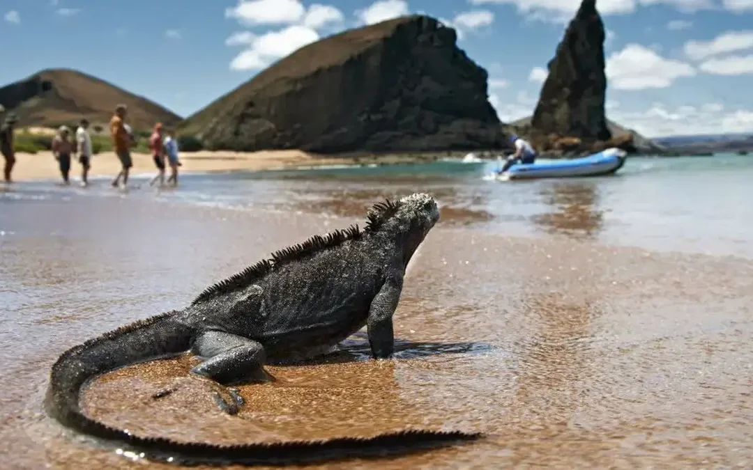 GALÁPAGOS SILVER – 3 NOCHES STA CRUZ (1 ISLA) – BOLETO AEREO ESPECIAL DE DICIEMBRE 2024