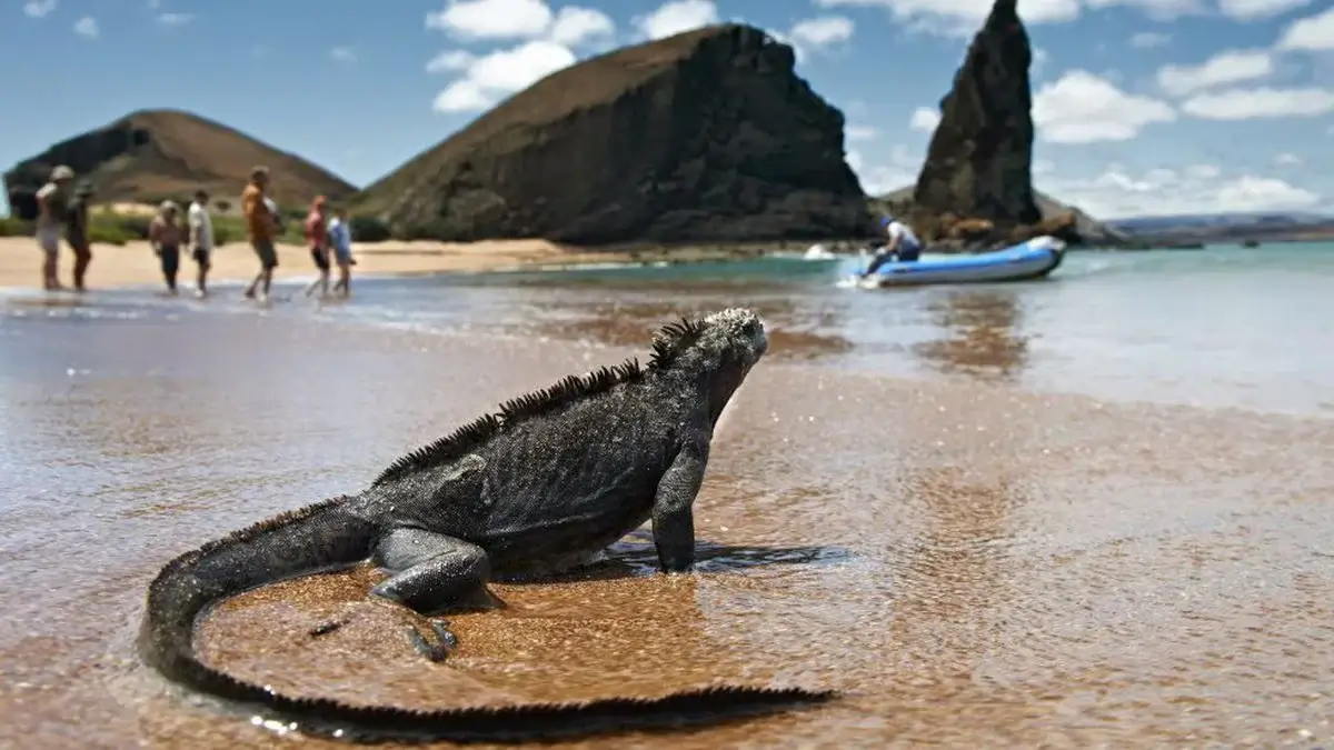 galapagos-fauna-1