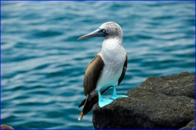 GALÁPAGOS RED – 3 NOCHES STA CRUZ + SAN CRISTOBAL (2 ISLAS) FERIADO DE DÍA DE MUERTOS 2024 SALIDA DESDE UIO – GYE