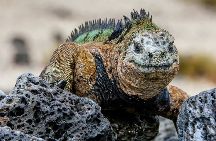 GALÁPAGOS RED – 3 NOCHES STA CRUZ + SAN CRISTOBAL (2 ISLAS) FIN DE AÑO 2024 SALIDA DESDE UIO – GYE
